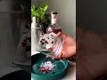 Download Lagu Samsara gin Barbie cocktail #subscribe #trending #views #viral #alcohol #drinkers #gin #cocktail