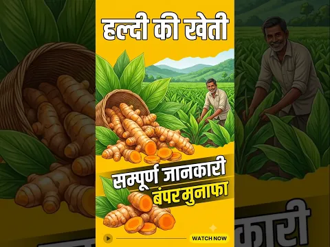 हल्दी की खेती कैसे करें? | Haldi ki kheti | Turmeric Farming Guide