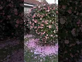 Download Lagu Beautiful Camellia in full bloom.