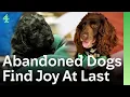 Download Lagu Verlaten honden vinden eindelijk vreugde dankzij hun redders | The Dog House 🐶