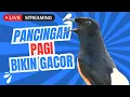 Download Lagu Live Streaming Kamis 18 September 2025