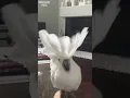 Download Lagu Parrot loves dancing to music #parrot #dance #shorts