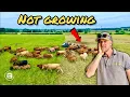 Download Lagu How We Are Managing The Drought… This Is Getting Serious!| Electric Fence Upgrades!