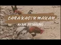Download Lagu Ayam Petarung sejati
