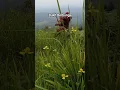 Download Lagu Bukit Berbunga #bukit #bukitpule #sunyalangu #bunga #rose