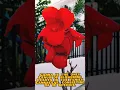 Download Lagu CANNA LILY PLANT /SHORT VIDEO