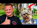 Yorkshire Terrier PUPPY TRAINING