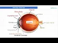 Optician Training Overview of the eye Ocular Anatomy Lecture 1