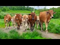 Download Lagu Mengiring Sapi Lembu Gembala Menuju Ke Kandang Peternakan Hewan Ternak sapi di Desa - video sapi