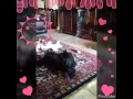 Holly Jolly Schnauzers black and silver boys