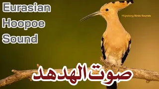 صوت الهدهد Eurasian Hoopoe Sound 