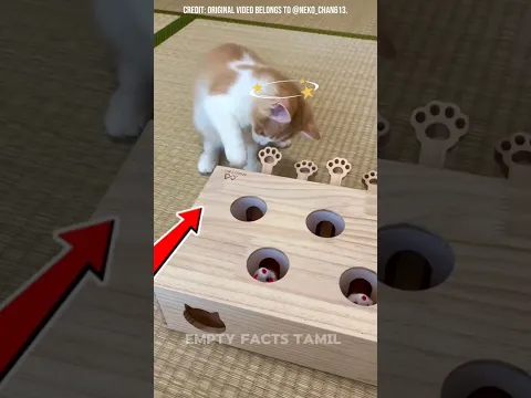 Tiny Cat’s First Mouse Training 😹🐭 #shortvideo