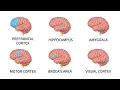Every Brain Region Explained in 13 Minutes