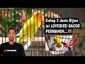 Lagu Rawatan Burung Lovebird Agar GACOR dan NGEKEK Panjang