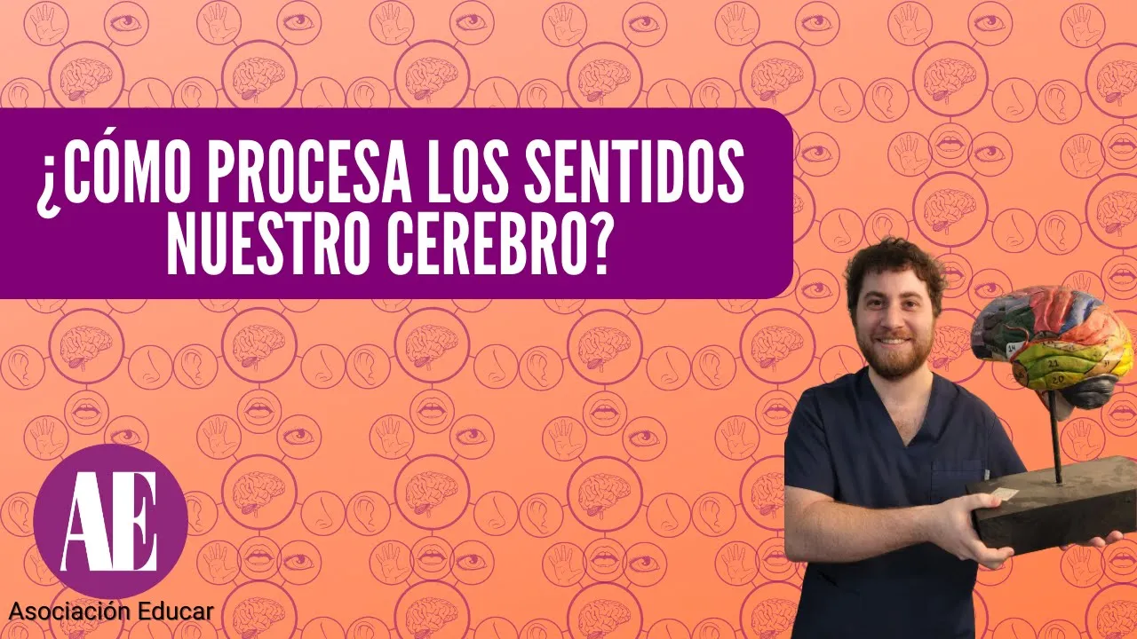 ¿Cómo procesa los sentidos nuestro cerebro?