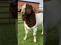 Download Lagu Top Boer Buck, Lukas Burguer Boer Goats Stud #boer #goats #goat #pets #farm