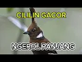 Download Lagu CILILIN GACOR