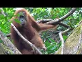 Download Lagu 40 dagen op reis met Djoser naar Indonesië - deel 1 Sumatra