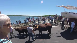 Launching a Boat by Oxen at the Sail, Power, and Steam Museum
