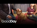 This Adorable Pup Is Searching for His Forever Home Pet of the Week