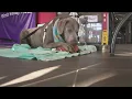 Meet Goliath learn about ARL s Puck n Paws game Raise your Paw Auction