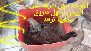 ازاي ترقد الفرخه على البيض غصب عنها فراخ هندي وديوك هندي 