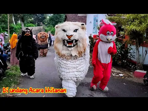 Download MP3 Can macanan singo raung cilik di undang acara khitanan di curahdami