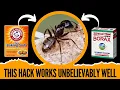 What Is the Fastest Way to Get Rid of Carpenter Ants
