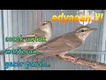 Download Lagu Suara burung cikrak kutub #burung migrasi bersuara merdu
