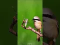 Download Lagu Burung Shrike Ekor Panjang (Lanius schach) Berburu Serangga dengan Tepat 🐦🦋 #perburuanalam #satwaliar #satwaliar