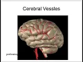 Stroke Introduction localization and pathophysiology