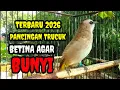 Lagu Suara burung trucukan gacor menanggil lawan Pancingan trucuk betina memanggil jantan