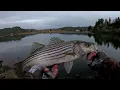 Download Lagu Fall Striped bass Fishing the Oregon Coast
