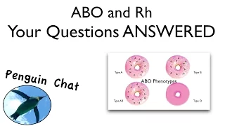 Blood Typing Questions PRACTICE Bio Basics