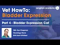 How to Express a Bladder Cat