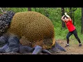 Download Lagu Harvesting Da Ran Fruit \u0026 Go To Market Sell | 72h of Harvest \u0026 Survival in the forest | Lý Thị Hằng