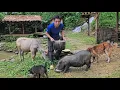 Download Lagu The man lives in the forest, catches fish in the pond and takes care of goats, calves and pigs.