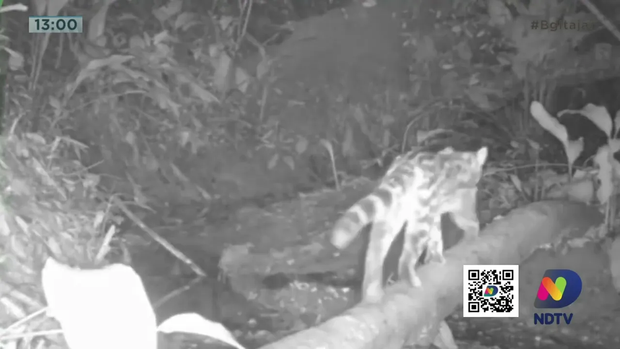 Um Gato-Maracajá, espécie quase ameaçada de extinção foi flagrado na nossa região