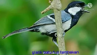 masteran burcil full tembakan