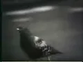Sesame Street - Doin' The Pigeon(full version)
