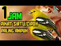 Download Lagu 1 JAM SUARA PIKAT SIRTU/CIPOH LANGSUNG NYAMBER