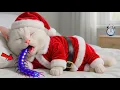 Compilation 🐱 OMG! Super Kitten Gets in Big Trouble After Eating a Magical Bug | Epic Cat Animation