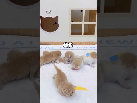 学的越慢的猫咪是不是以后越傻呀 #小奶猫 #万物可爱计划 #百大萌主演技大赏 #萌主请就位