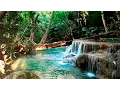 Download Lagu Rainforest Sounds - Water Sound Nature Meditation