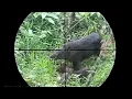 Download Lagu Berburu babi hutan part7