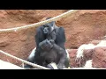 Kijivu a Kisumu - pareni