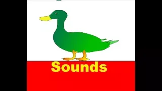 Download Duck Quack  Sound Effects All Sounds MP3