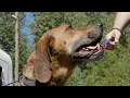 Inside Pierce County - Animal Control