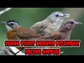 Download Lagu suara pikat pelanduk semak dan pelanduk topi hitam paling ampuh pikat burung pelanduk liar a47