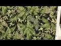 Waverly Inspirations Tropical Fern on Black 54 Wide Fabric